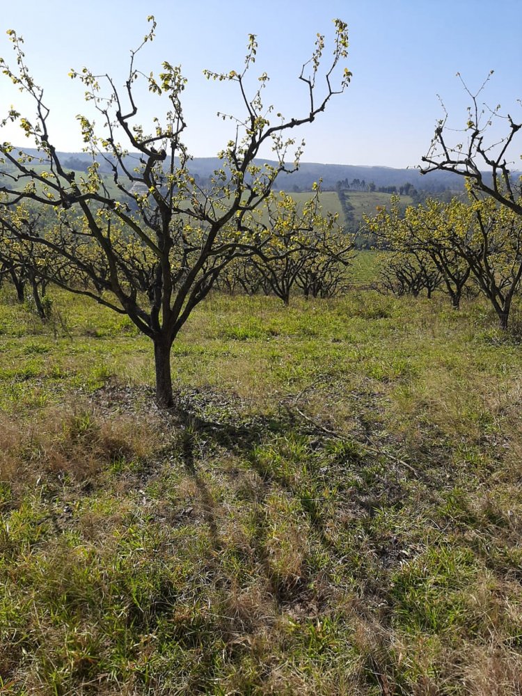 Fazenda à venda, 50m² - Foto 5