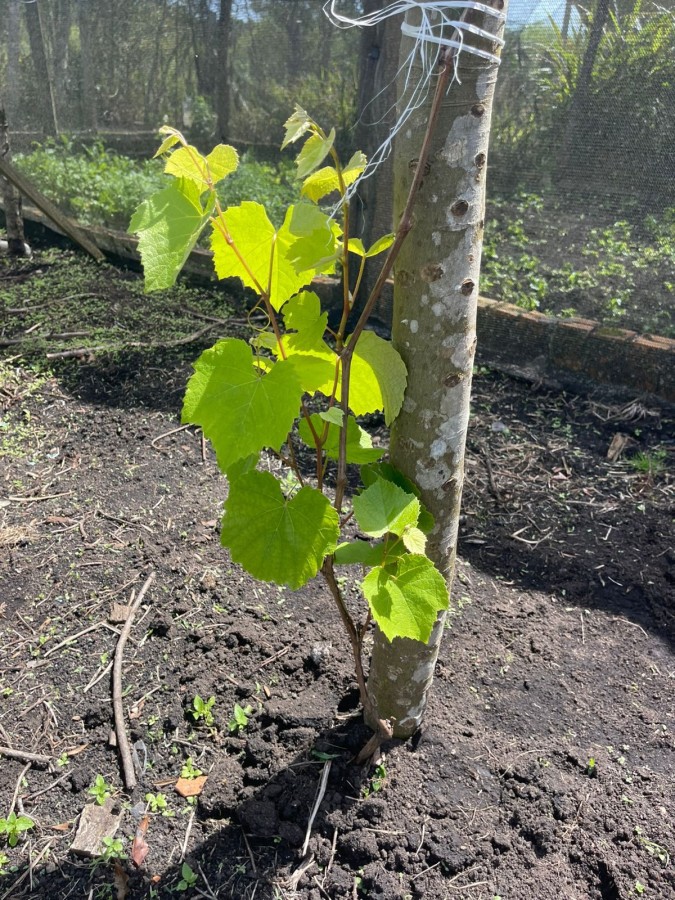 Chácara, 10000 m² - Foto 18