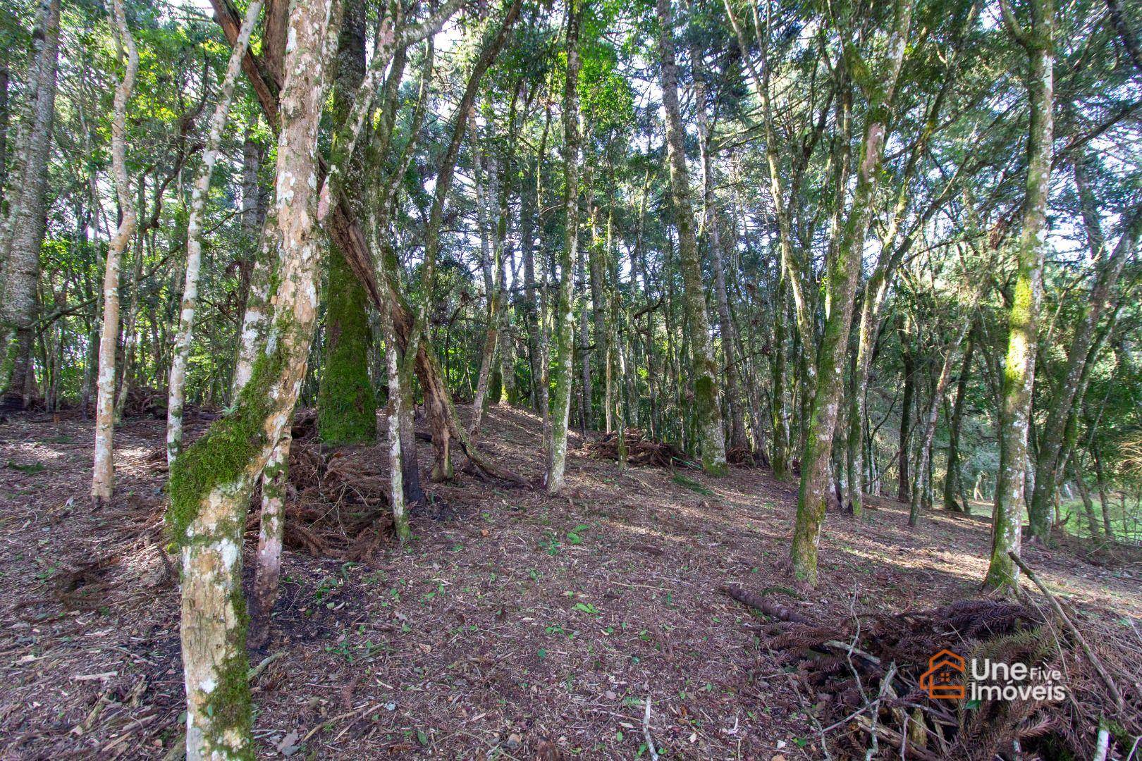 Terreno, 3799 m² - Foto 15