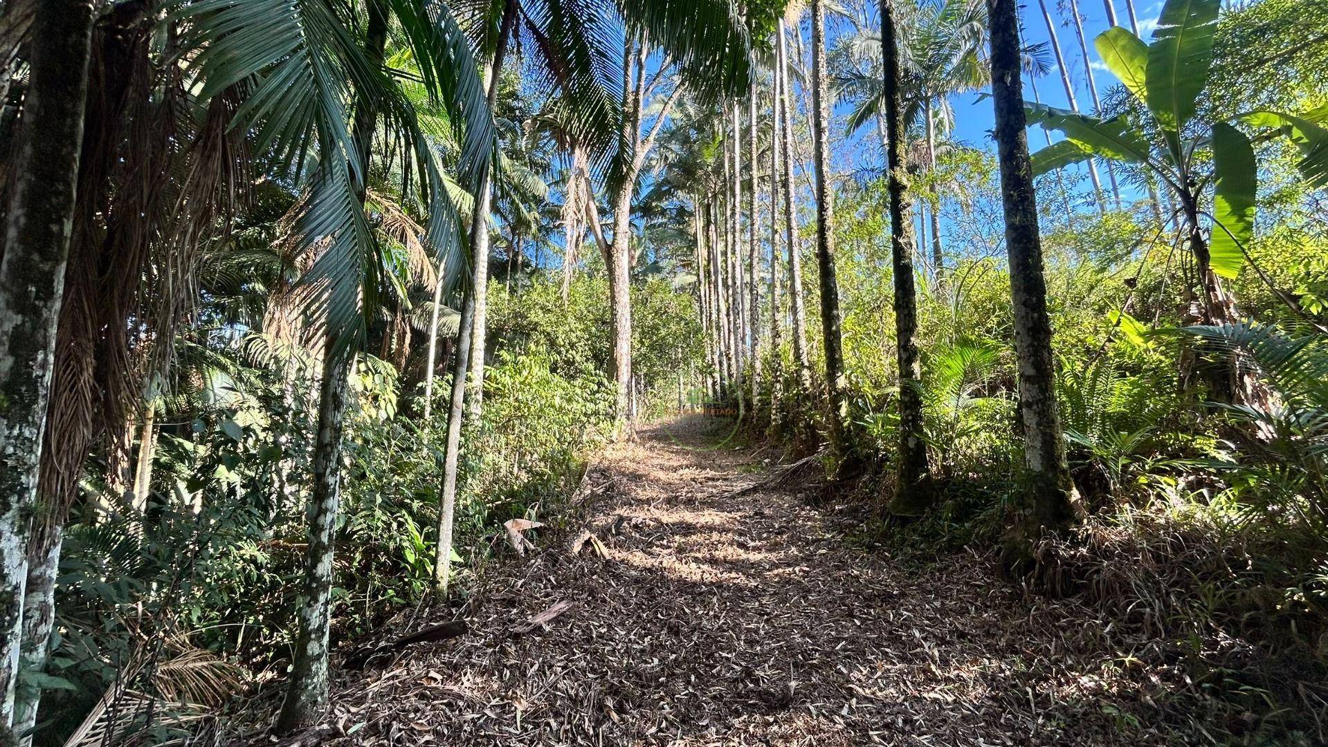 Sítio, 3 hectares - Foto 29