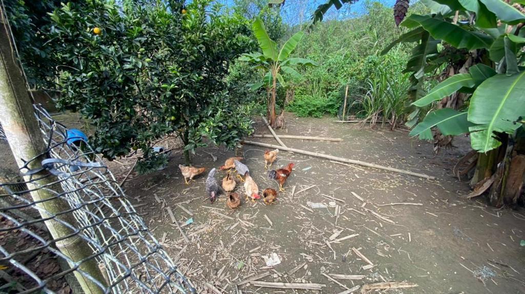 Fazenda à venda com 3 quartos, 12000m² - Foto 56