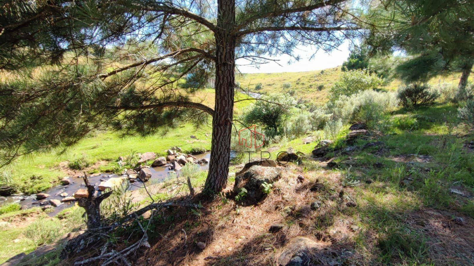 Sítio à venda com 3 quartos, 37000M2 - Foto 5
