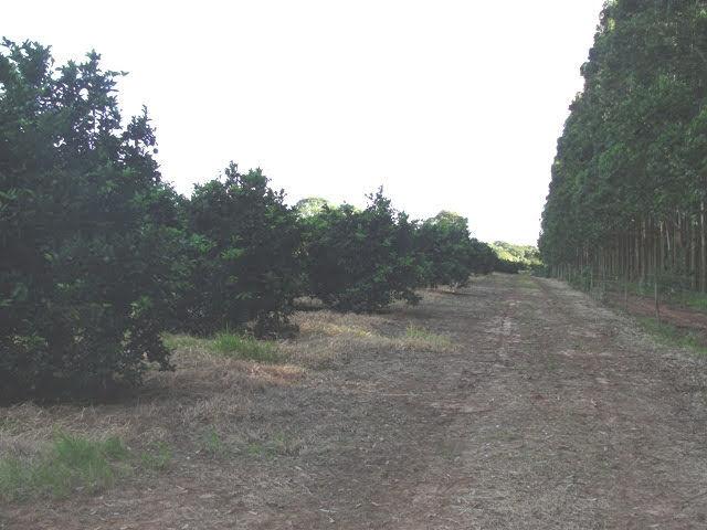 Fazenda à venda com 2 quartos, 4114000m² - Foto 6