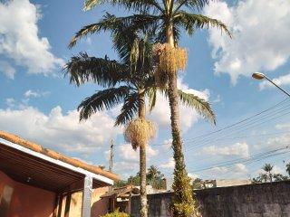 Fazenda à venda com 2 quartos, 800m² - Foto 26