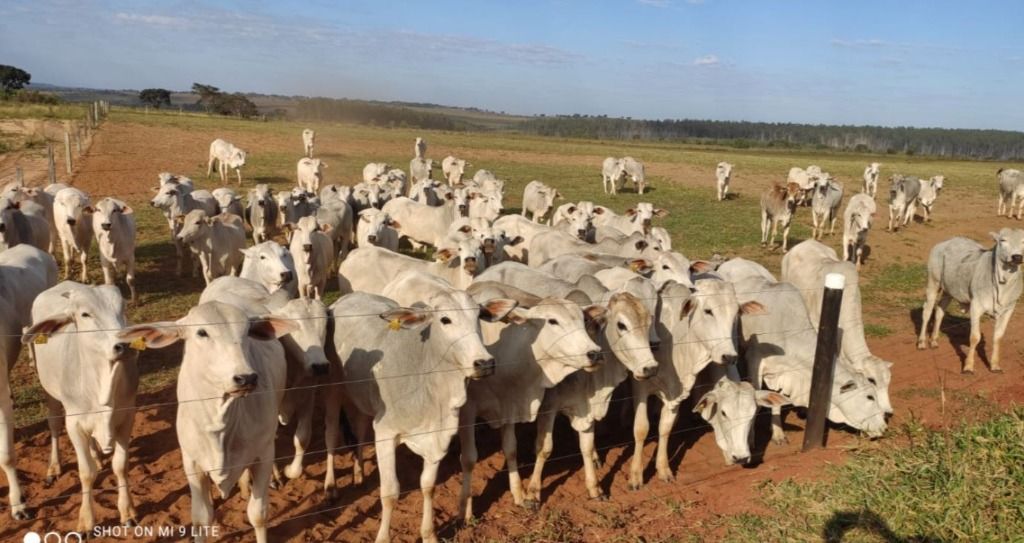 Fazenda à venda, 5566000M2 - Foto 10