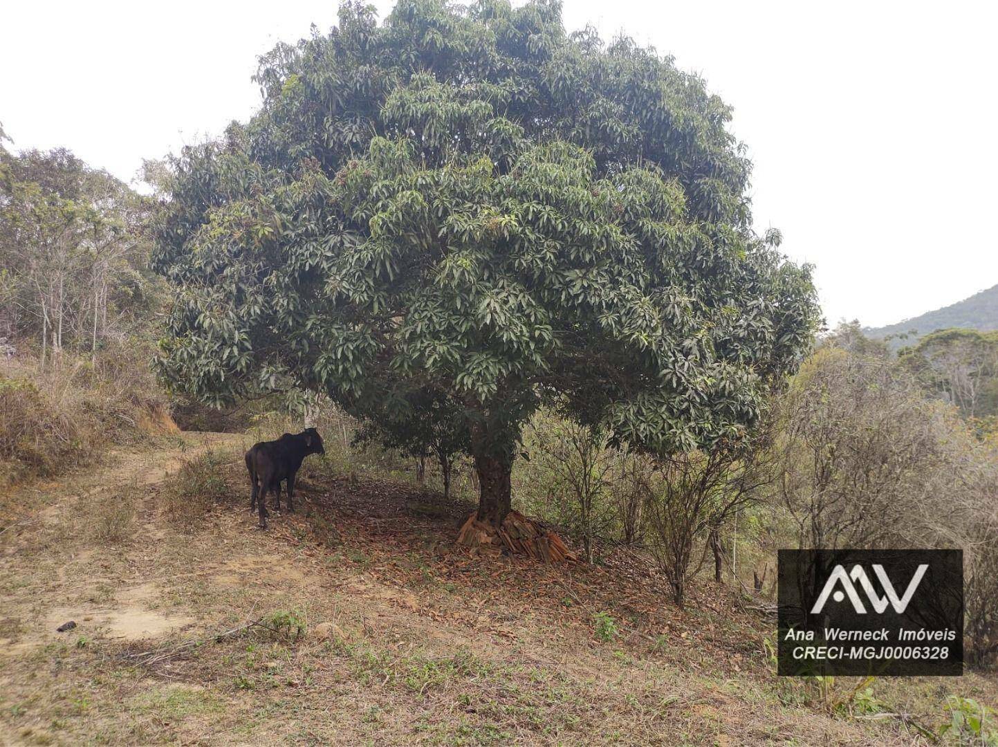 Sítio à venda com 1 quarto, 77500M2 - Foto 36