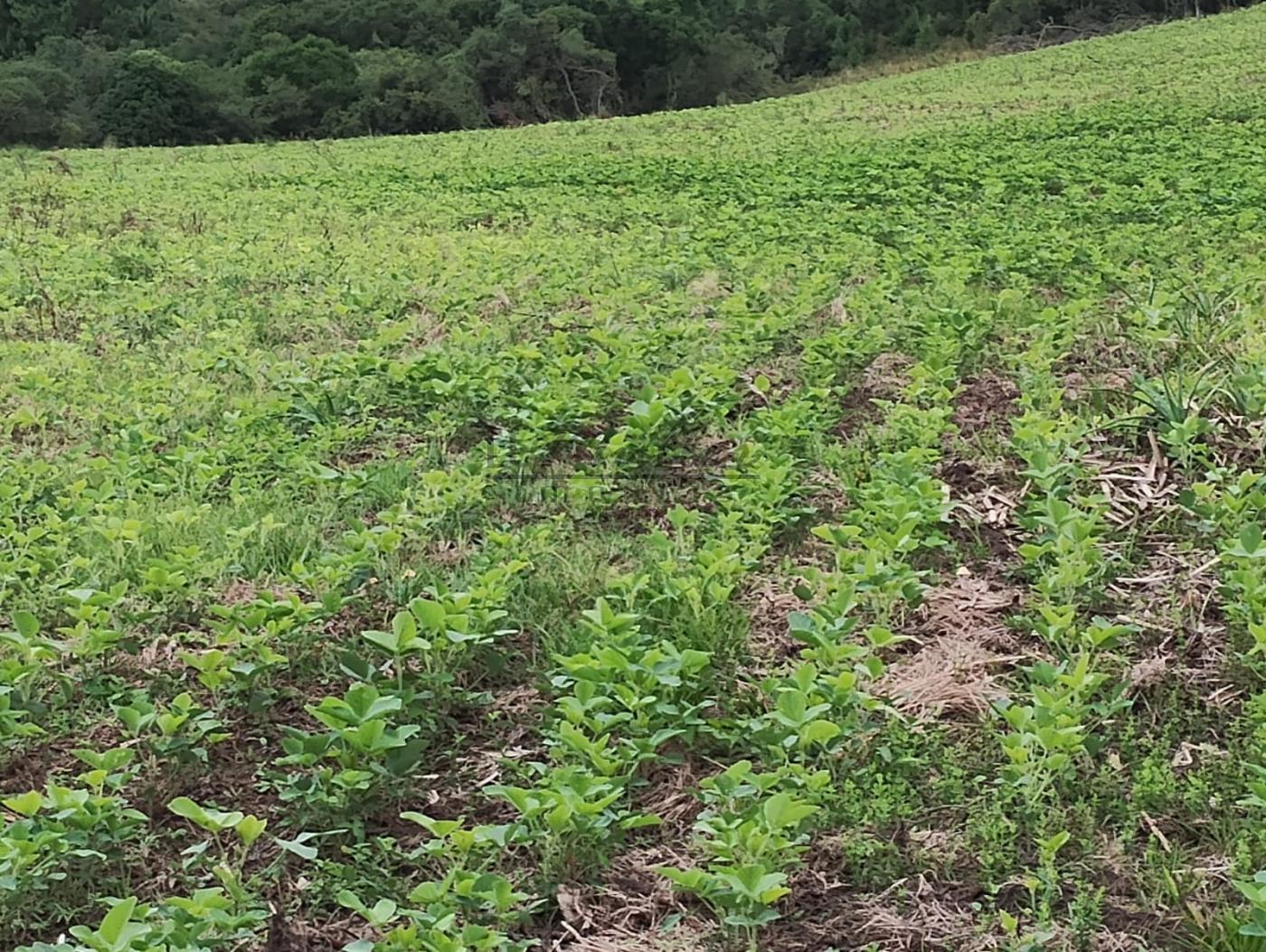 Fazenda-Sítio-Chácara, 677 m² - Foto 4