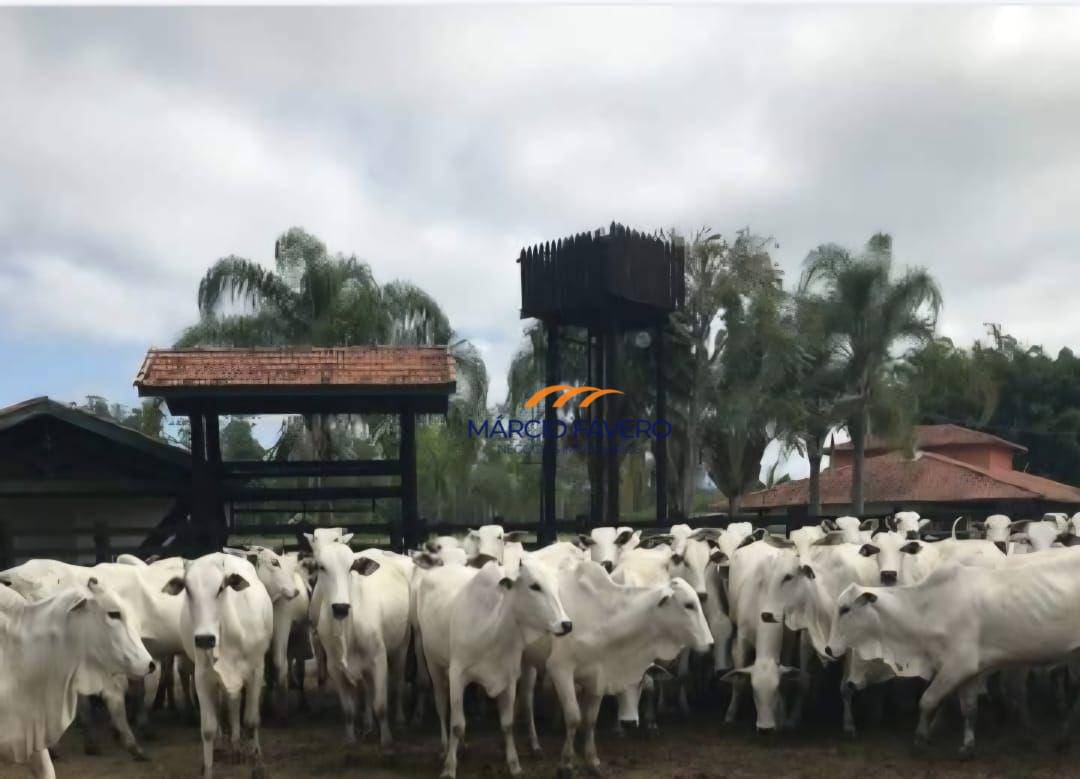 Fazenda à venda, 10841600M2 - Foto 3