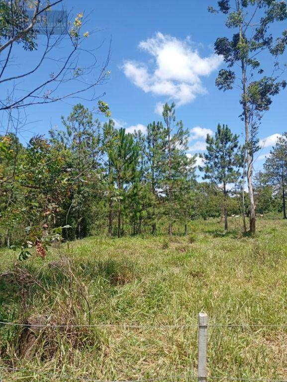 Terreno, 4 hectares - Foto 15