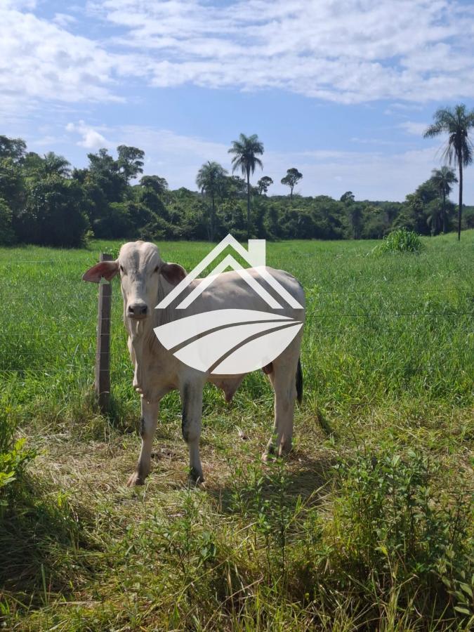 Fazenda-Sítio-Chácara, 1 m² - Foto 8