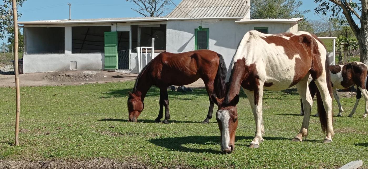 Fazenda à venda com 3 quartos, 80000m² - Foto 10