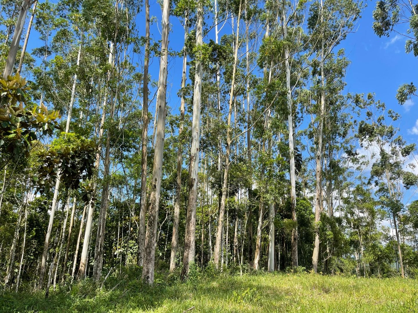 Terreno à venda, 55000M2 - Foto 7