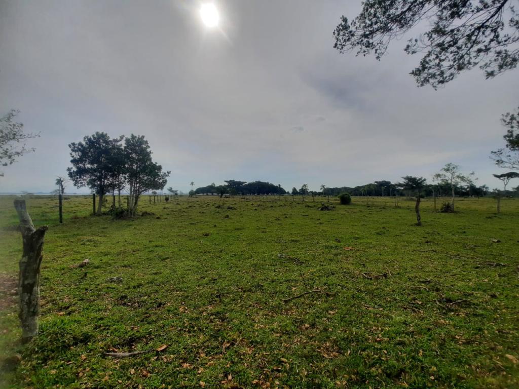 Fazenda à venda com 1 quarto, 25000m² - Foto 11