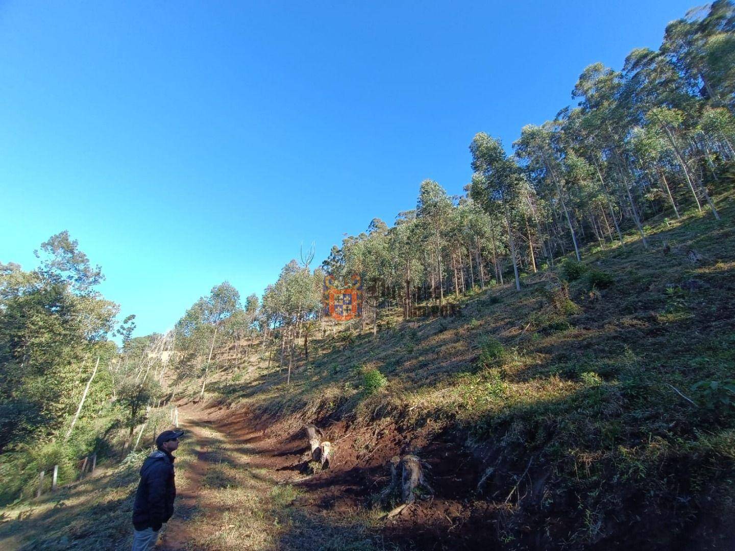 Terreno, 15 hectares - Foto 4