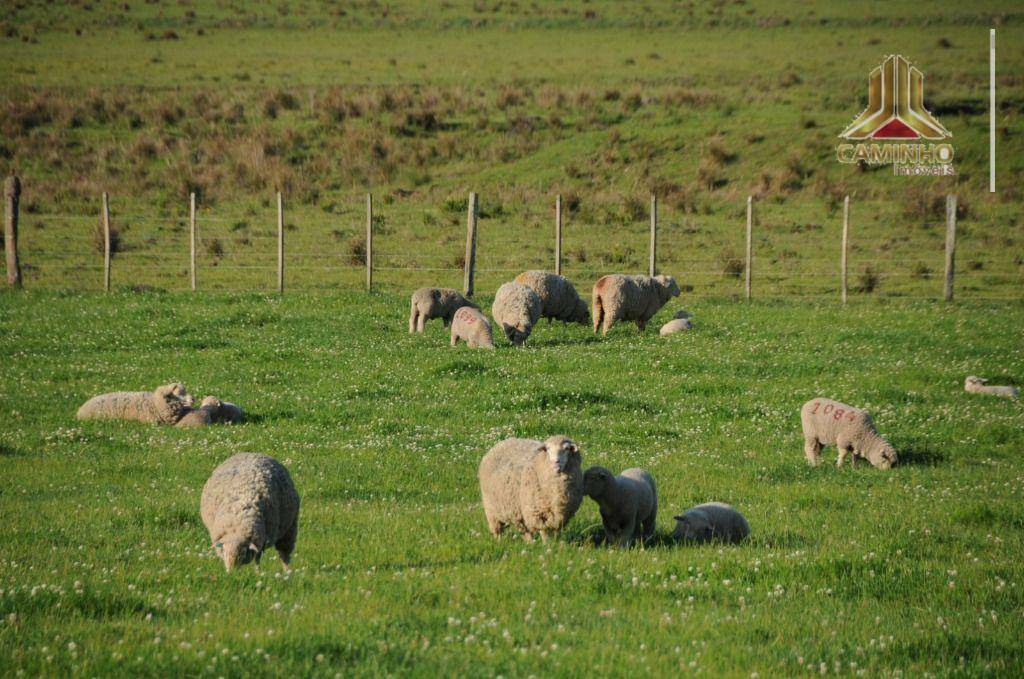 Fazenda à venda com 5 quartos, 33455000M2 - Foto 44