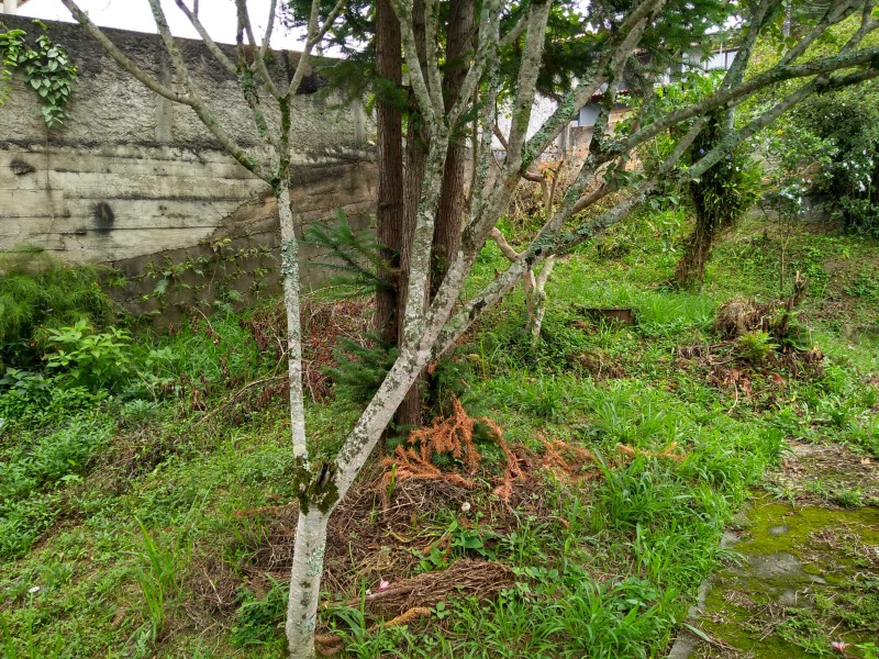 Terreno à venda, 800 - Foto 2