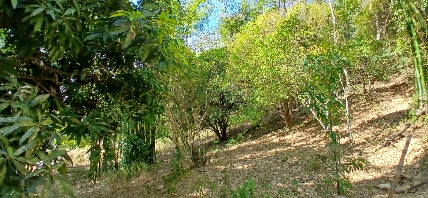 Sítio à venda com 1 quarto, 24800m² - Foto 11