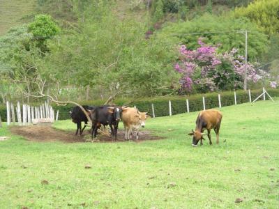 Chácara à venda com 5 quartos, 220000m² - Foto 8