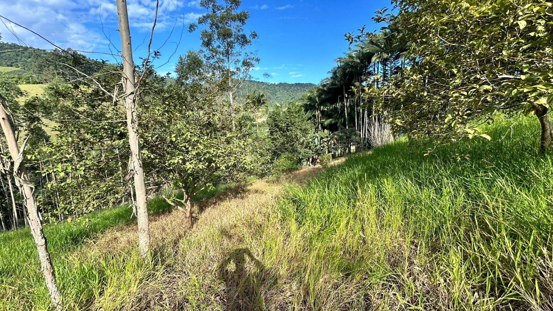 Sítio, 3 hectares - Foto 48