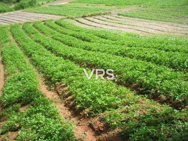 Fazenda à venda com 1 quarto, 476155M2 - Foto 4