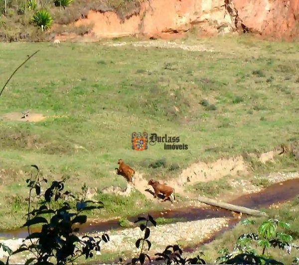 Fazenda à venda com 5 quartos, 1331000M2 - Foto 71