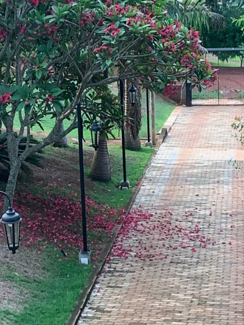 Sítio à venda com 3 quartos, 2800m² - Foto 20