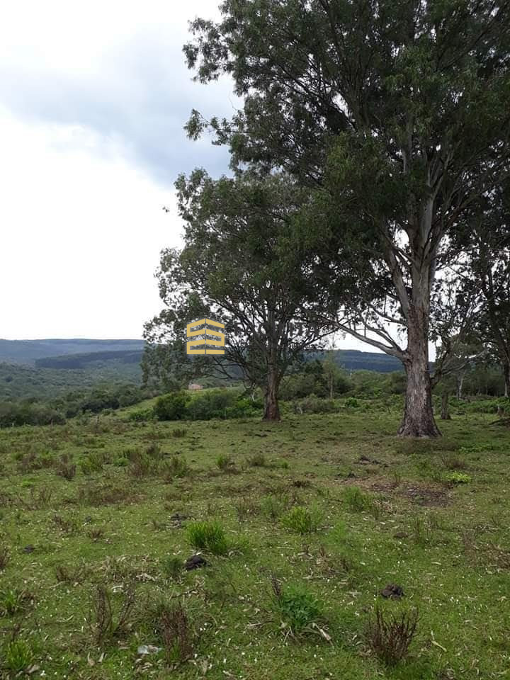 Fazenda-Sítio-Chácara, 50 hectares - Foto 4