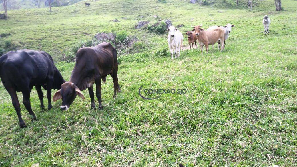 Fazenda à venda com 3 quartos, 2970000M2 - Foto 20