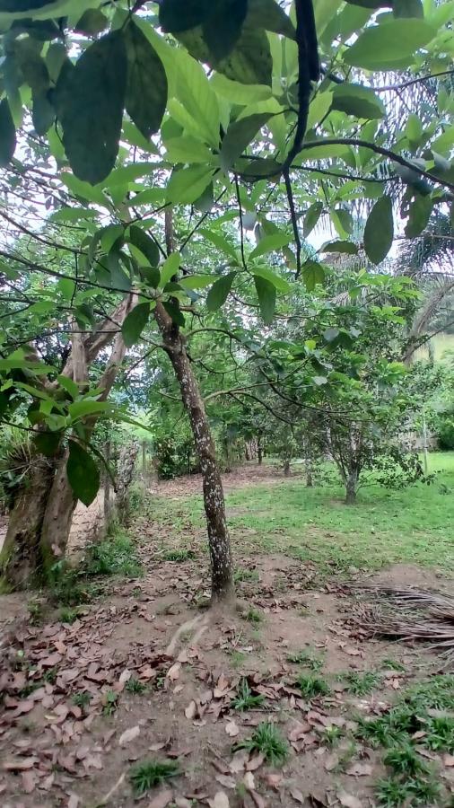 Fazenda à venda com 4 quartos, 2500m² - Foto 23