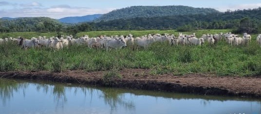 Fazenda à venda, 7300m² - Foto 1