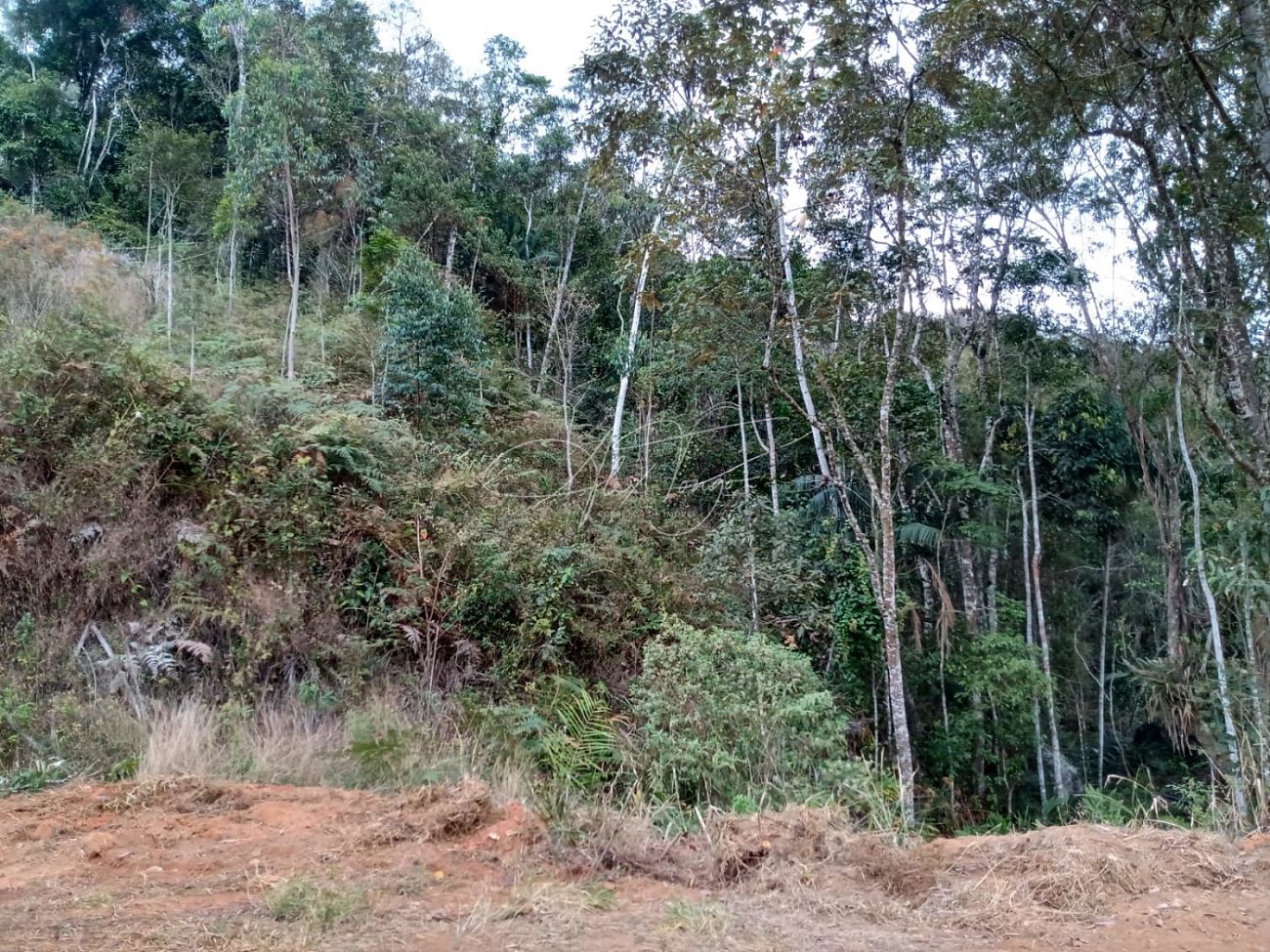 Fazenda à venda, 3000m² - Foto 5