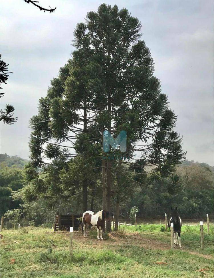 Chácara à venda com 2 quartos, 140m² - Foto 9