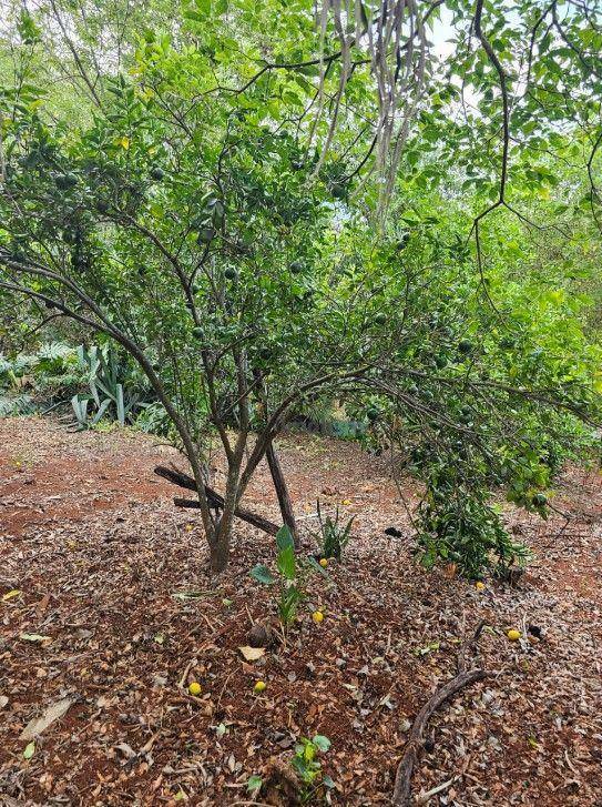Chácara à venda com 2 quartos, 200m² - Foto 28