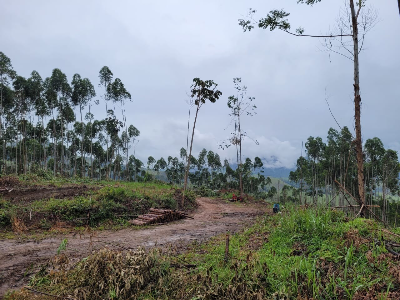 Terreno, 3 hectares - Foto 6