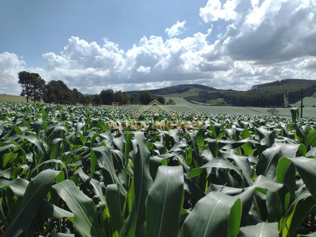 Fazenda à venda, 1200m² - Foto 17