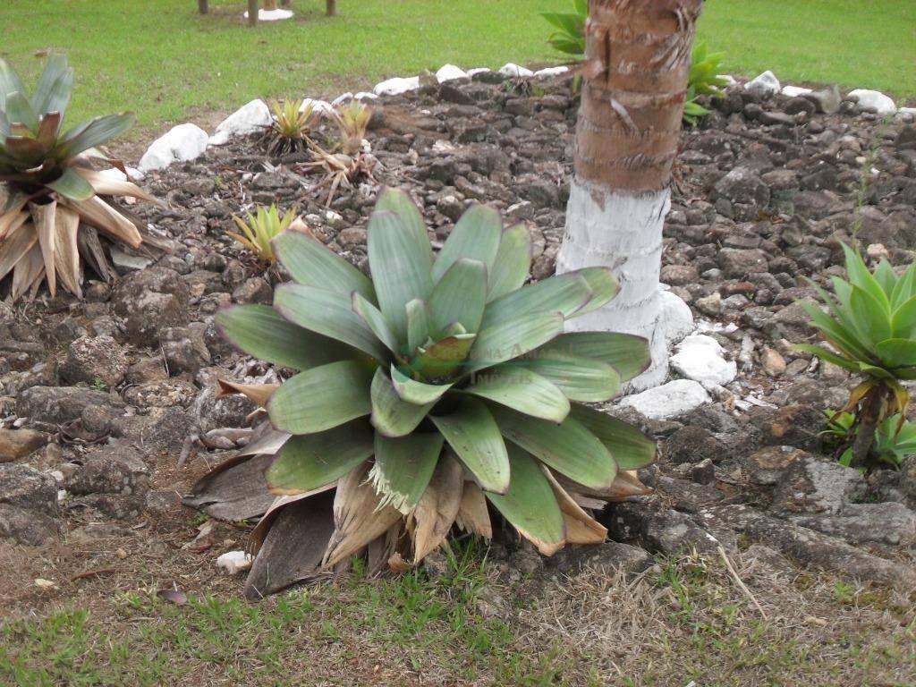 Loteamento e Condomínio à venda, 1024M2 - Foto 54