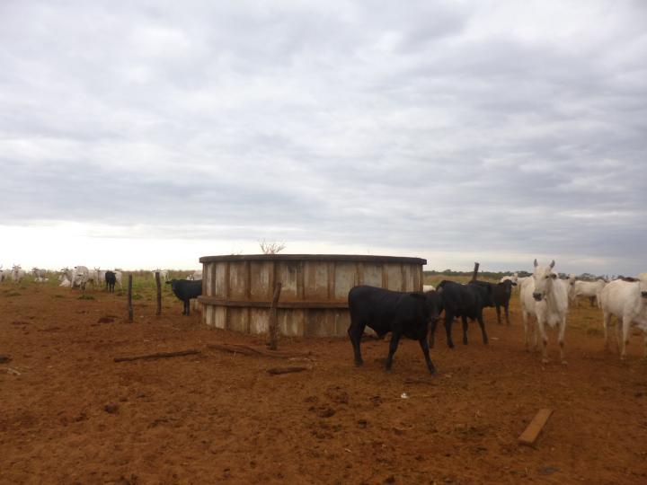 Fazenda-Sítio-Chácara, 7526 m² - Foto 4