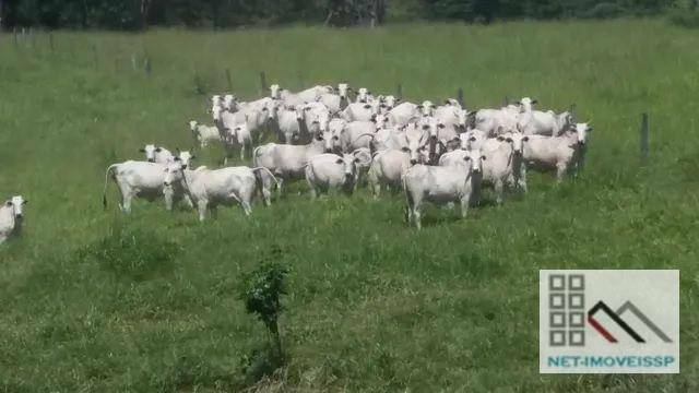 Fazenda à venda com 5 quartos, 500m² - Foto 6