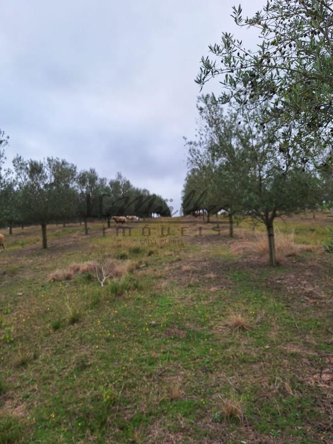 Fazenda à venda, 59m² - Foto 29