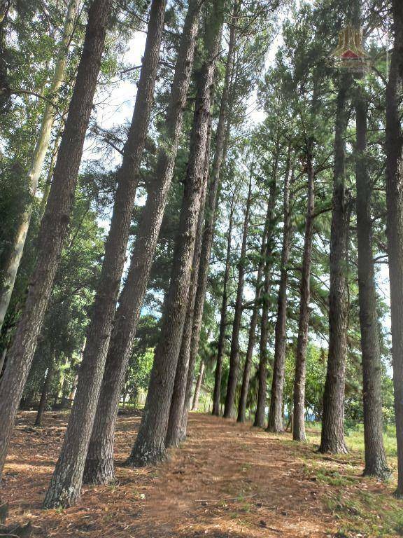 Fazenda à venda, 600000M2 - Foto 19