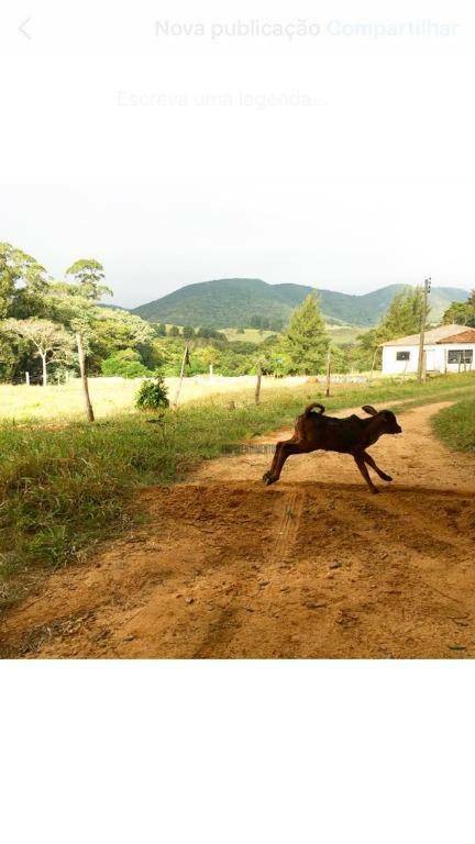 Sítio à venda e aluguel com 8 quartos, 700m² - Foto 6