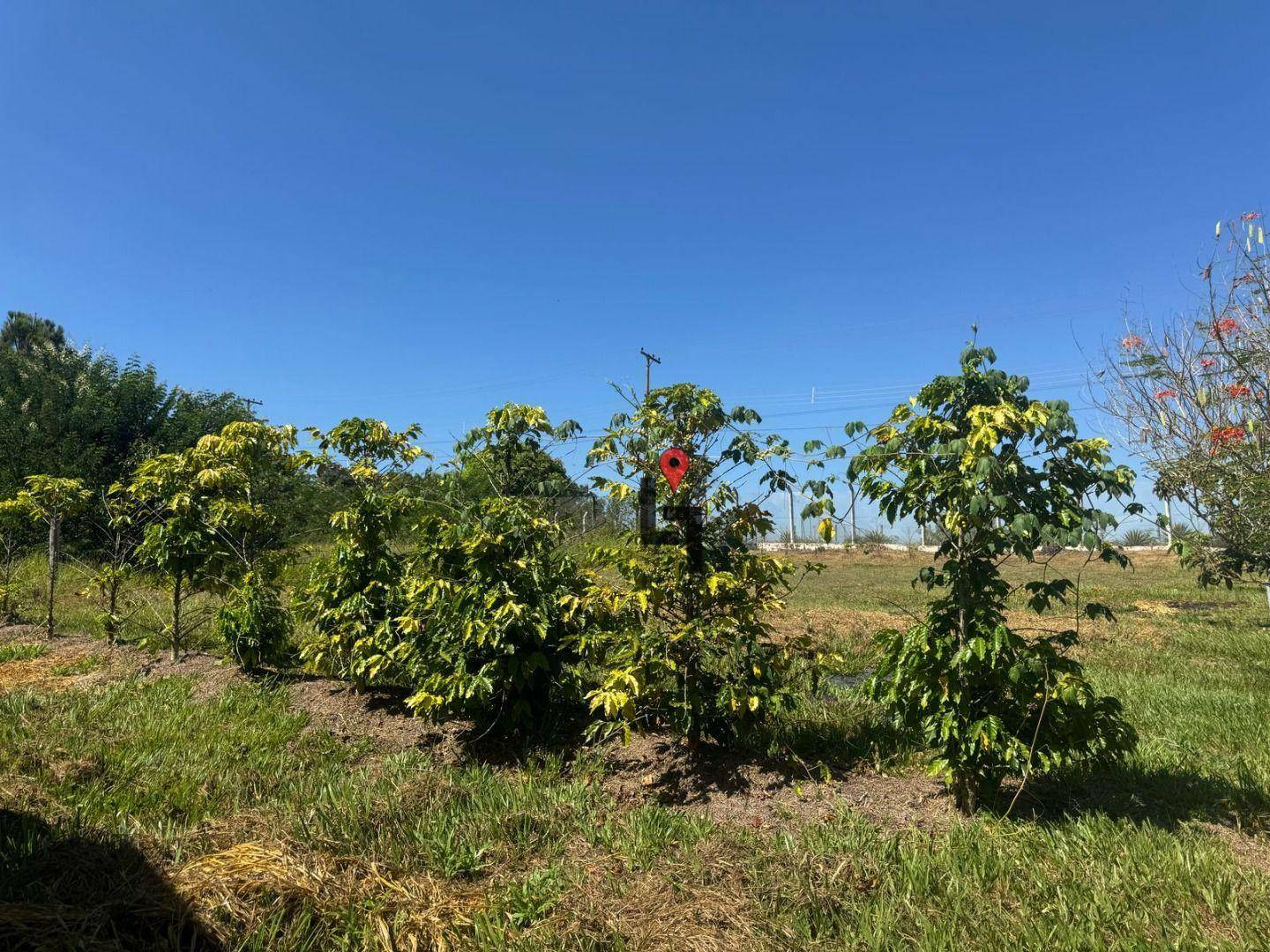 Chácara à venda com 3 quartos, 5000M2 - Foto 15