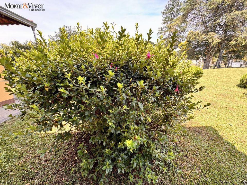 Fazenda à venda com 4 quartos, 7700m² - Foto 23