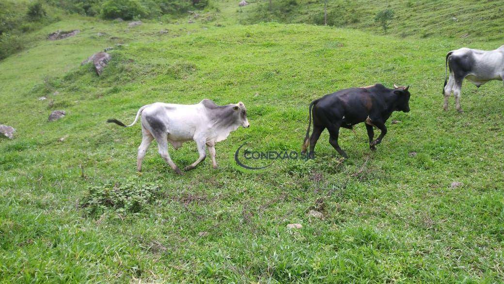 Fazenda à venda com 3 quartos, 2970000M2 - Foto 29