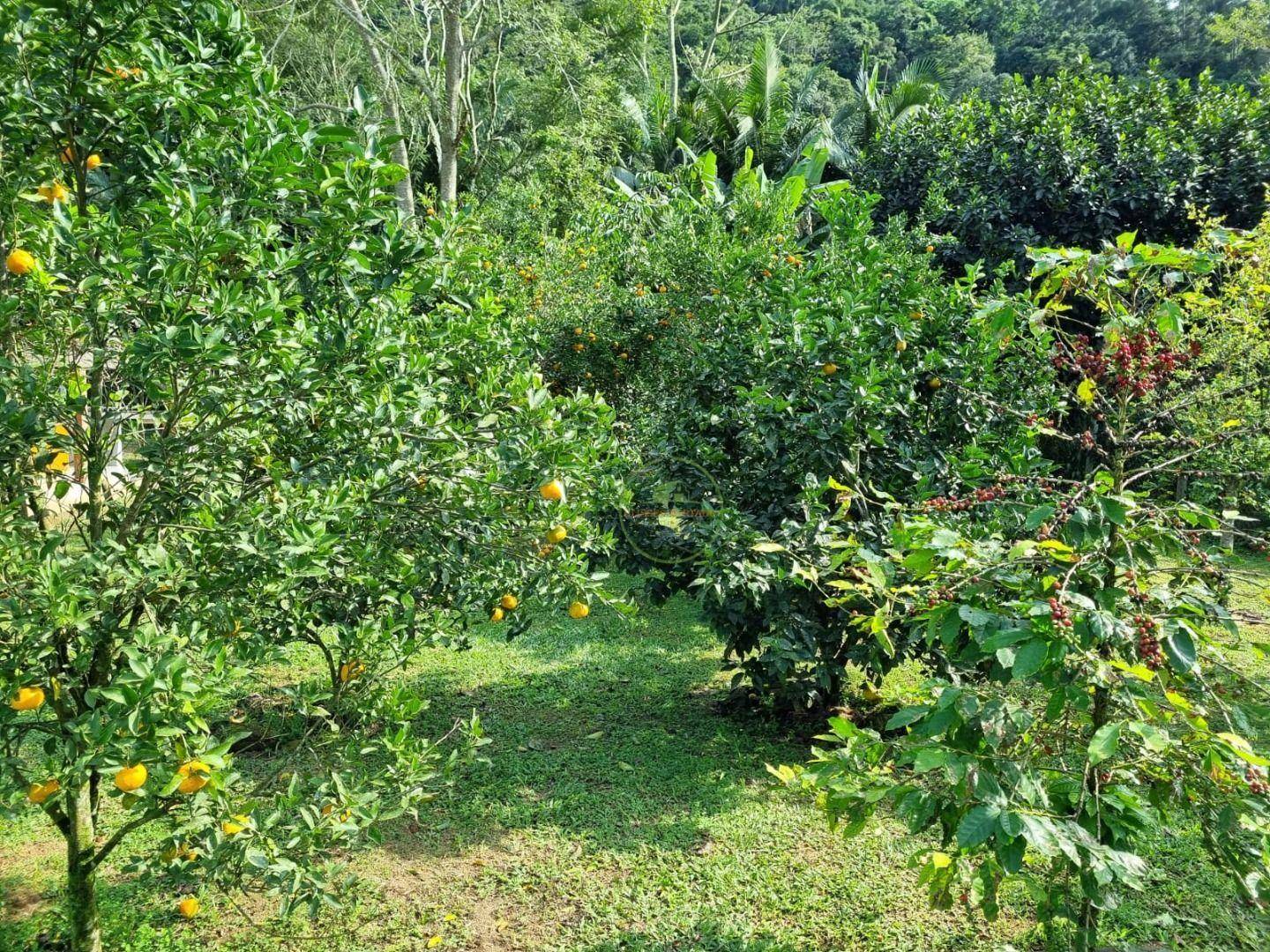 Chácara, 2 quartos, 2500 m² - Foto 11