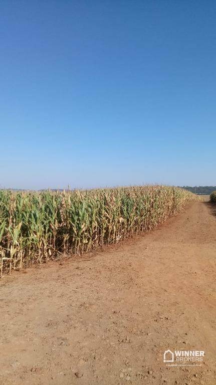 Sítio à venda com 1 quarto, 169400M2 - Foto 6