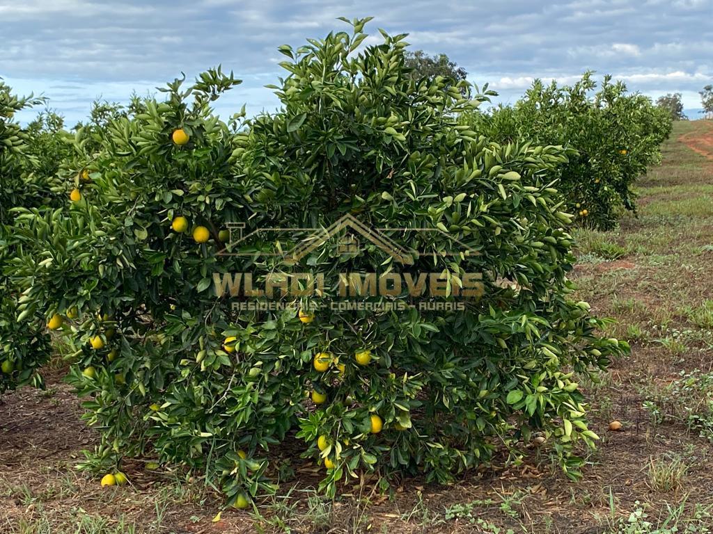 Fazenda à venda, 208m² - Foto 6