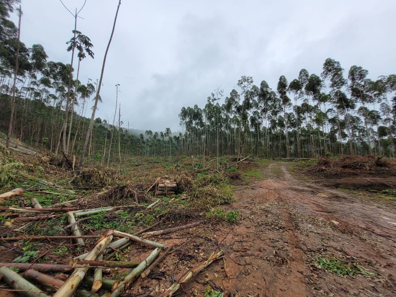 Terreno, 3 hectares - Foto 8
