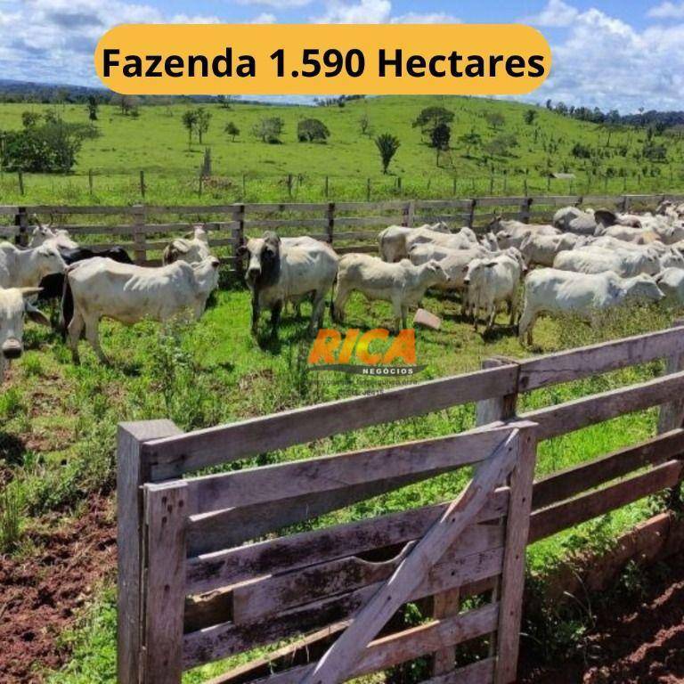 Fazenda-Sítio-Chácara, 1590 hectares - Foto 1