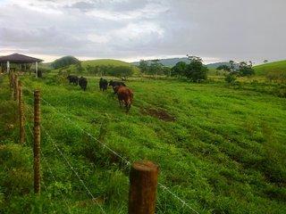 Fazenda à venda com 5 quartos, 140m² - Foto 7